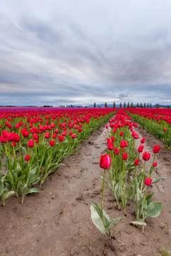 Red Tulip field in spring Stock Photos