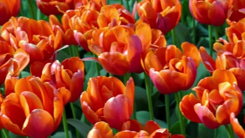 Red tulip field swing on the wind. Natural Stockbeeldmateriaal 196084845