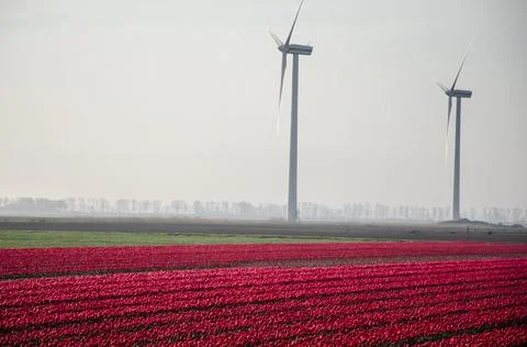 Red tulip fields and wind mills of the Netherlands.. Stock Photos