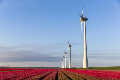 Red tulip fields and wind turbines in the Flevoland Stock Photos