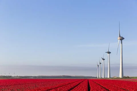 Red tulip fields and wind turbines in the Flevoland Stock Photos
