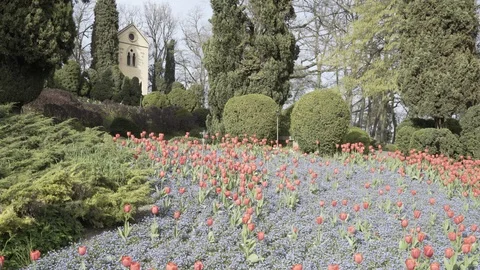 Red tulip fields with church in the background at Sigurta Park Video stock 95676840