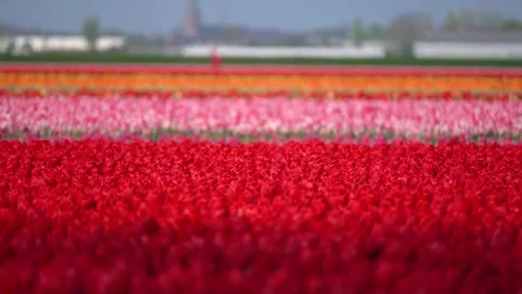 Red tulip fields Stock Footage 312673055