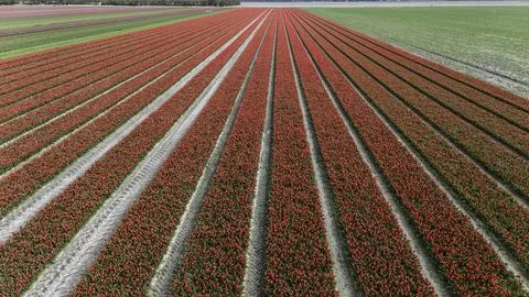 Red tulip fields in spring in the netherlands dronehoto Stock Photos