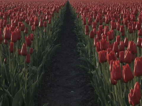 Red tulip fields in the wind Stock Footage 74551684