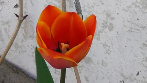 Red tulip flower on the background of an old light wall. Stock Footage 193626788