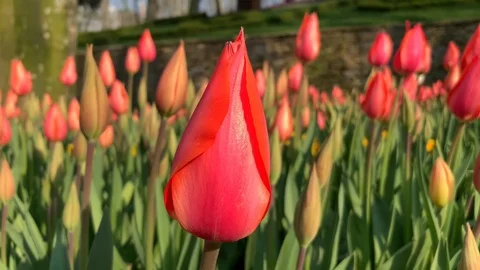 Red tulip in a flower bed Stock Footage 114187747