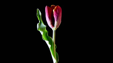 Red Tulip Flower On Black Background Stock-Footage 63136822