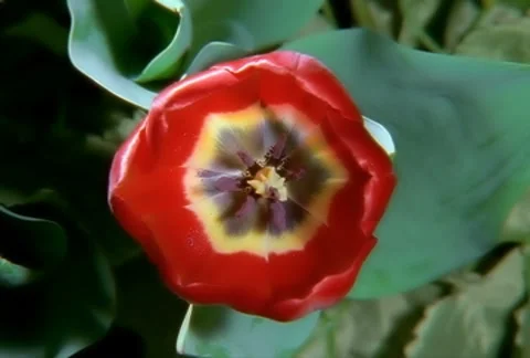 Red Tulip Flower Blooming in Time-lapse (faster) – NTSC Stock Footage