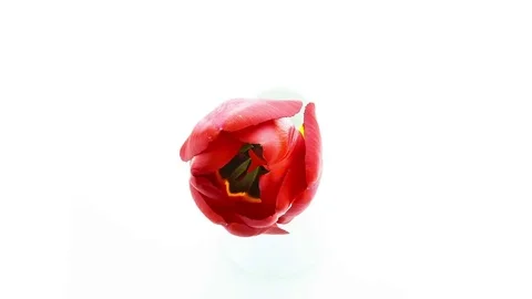 Red tulip flower blooming timelapse Stock Footage 79439088