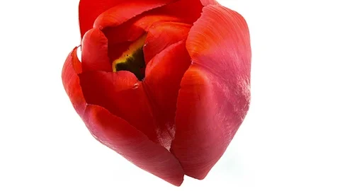 Red tulip flower blooming timelapse close up macro Stock Footage 108529997