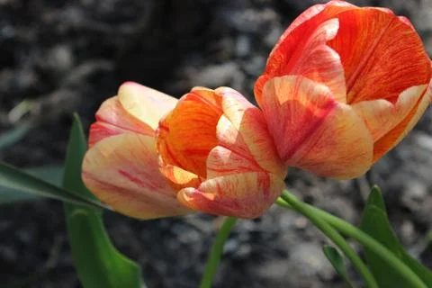 Red tulip flower in the city spring garden Stock Photos