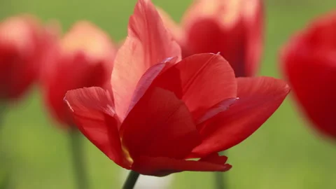 Red Tulip Flower Close Up In Spring Garden Video stock 308939542