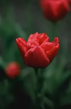Red tulip flower close up. Spring tulips blooming in the field with vivid color Foto stock
