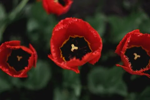 Red tulip flower close up. Spring tulips vivid color, tulip flower with green Foto stock
