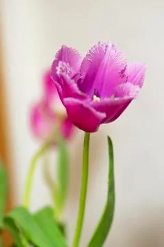 Red tulip flower. Easter or Valentine's day greeting card. Isolated on white  Stock Photos