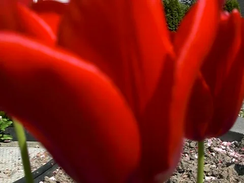 Red Tulip Flower Stock Footage 383762