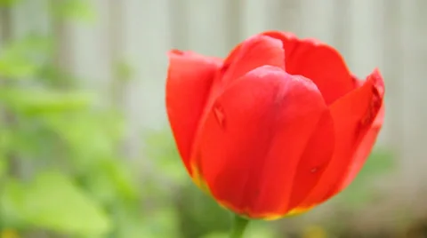 Red Tulip Flower Stock Footage 39616722