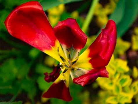 Red tulip flower in the garden Fotos Stock