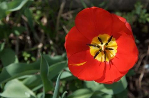 Red tulip flower Stock Photos