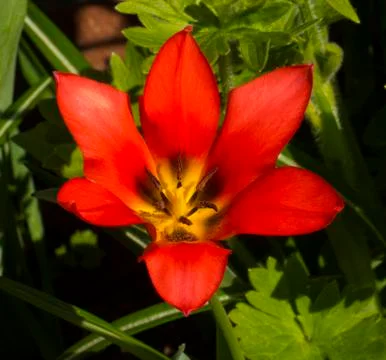 Red tulip flower Stock Photos