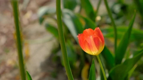 A red tulip flower shaking in the wind Stock-Footage 108612249