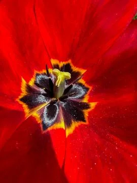 Red tulip flower showing vibrant yellow stamens and black center Stock Photos