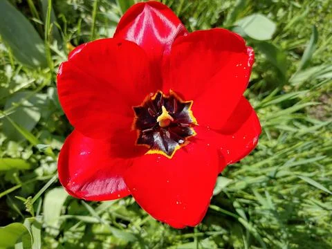 Red tulip flower in the spring Stock Photos