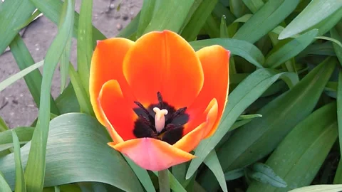 Red tulip flower sways in the wind Stock Footage 193623866