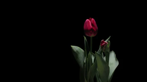 Red Tulip Flower Time-lapse Stock Footage 25272855