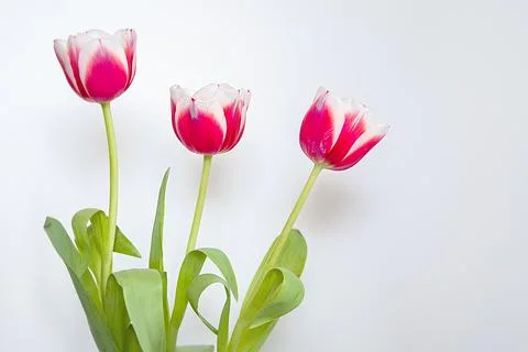 Red tulip flower on white Stock Photos