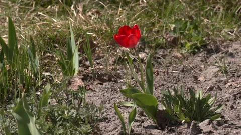 Red tulip on flowerbed in garden. The first spring flowers Stock-Footage 130615708