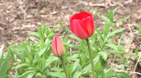 Red Tulip Flowers Background Stock Footage 49669142