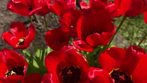 Red tulip flowers background Stock Footage 277610485