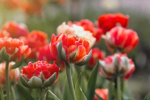 Red tulip flowers close-up Stock Photos