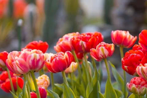 Red tulip flowers close-up Stock Photos
