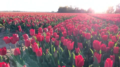 Red tulip flowers fields growing in a field under blue sky Vídeo Stock 218268111