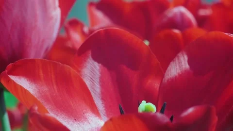 Red tulip flowers fluttering in the wind Stock Footage 238668764