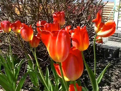 Red Tulip Flowers Stock Footage 383759