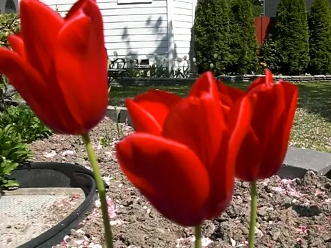 Red Tulip flowers Stock Footage 383764