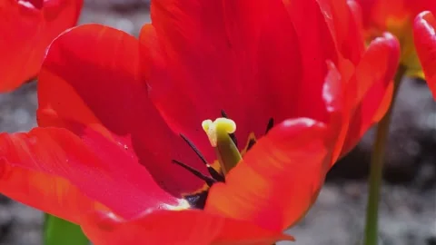 Red Tulip Flowers Stock Footage 238668734