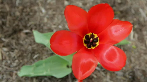 Red tulip Stock Footage 693608