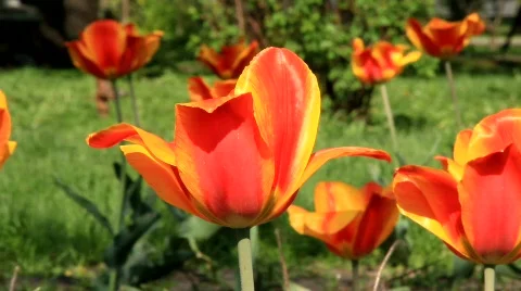 Red tulip Stock-Footage 703014