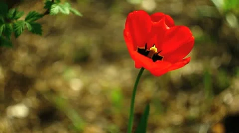 Red tulip Video stock 10908539