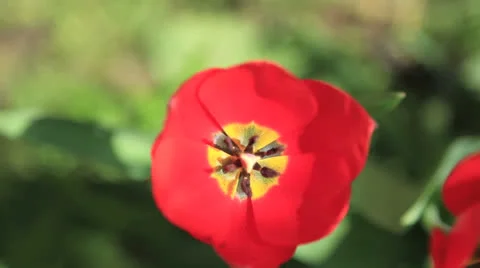 Red tulip Stock Footage 22778281