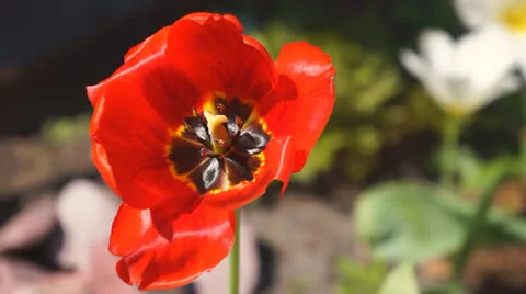 Red tulip Stock Footage 23176179