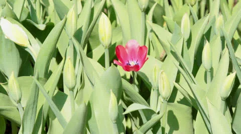 Red tulip Stock Footage 25091014