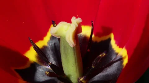 Red tulip Stock Footage 33625461