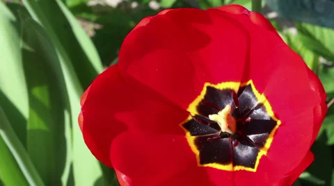 Red tulip Stock Footage 33625476