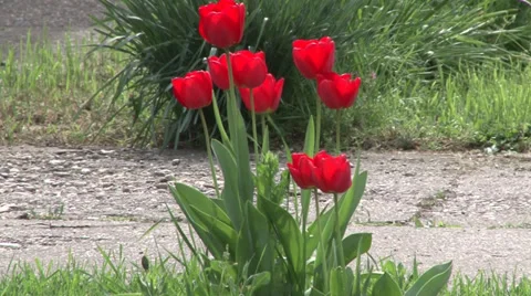 Red tulip Vidéo 37042869